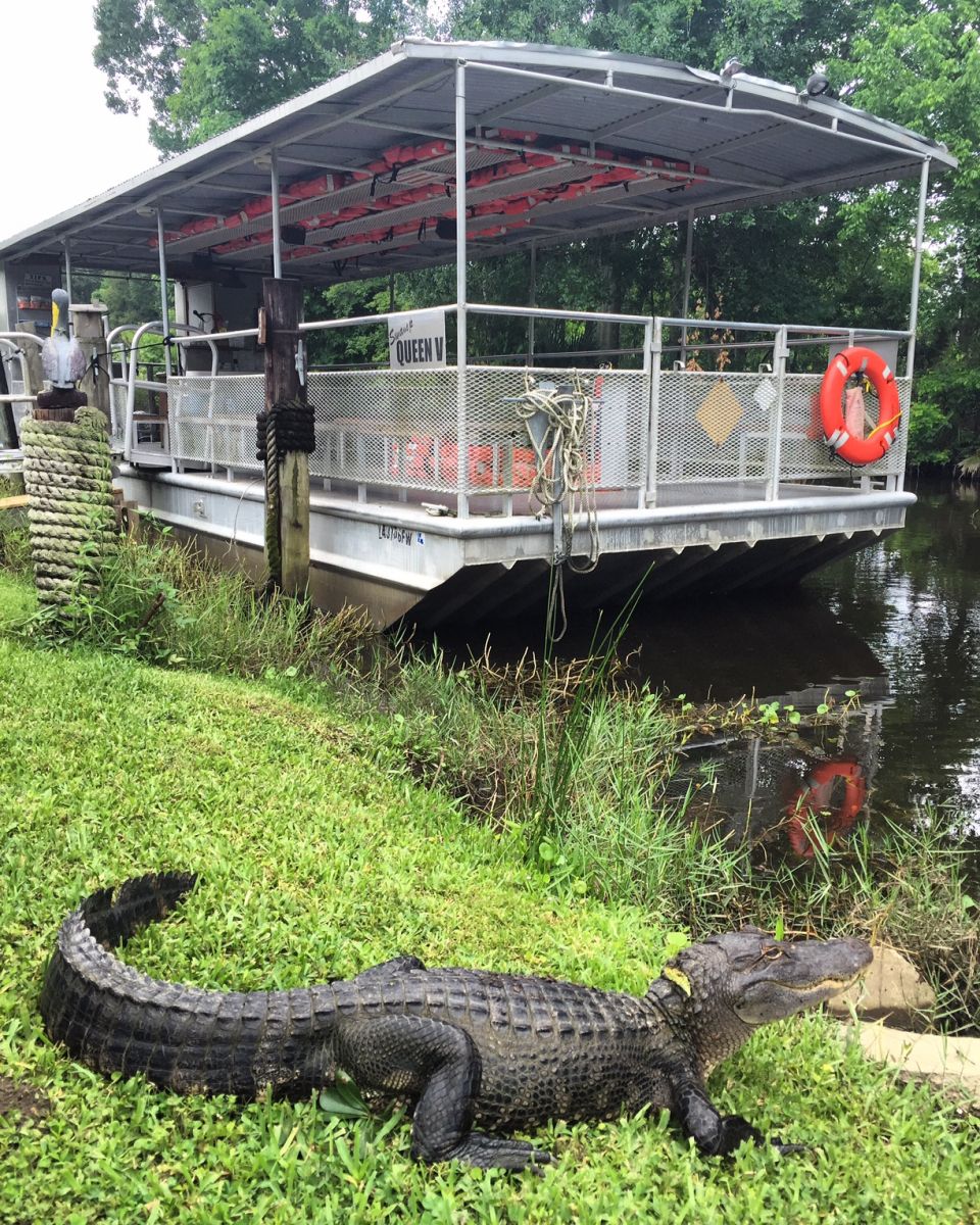 new orleans swamp tour in december